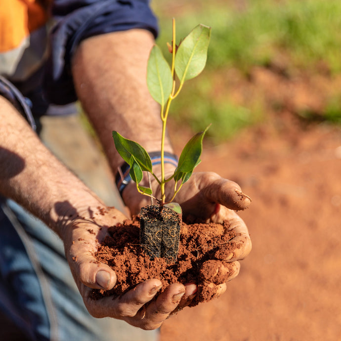 FINDER KEEPERS AT HOME - Supporting Forest Regeneration